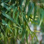 Eucalyptus Globulus Essential Oil - Image 3
