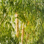 Eucalyptus Globulus Essential Oil - Image 4