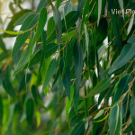 Eucalyptus Globulus Essential Oil