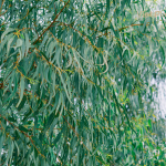 Eucalyptus Globulus Essential Oil - Image 2