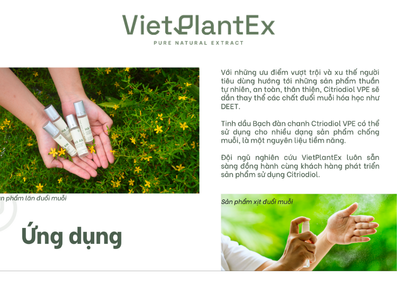 Ứng dụng tinh dầu bạch đàn chanh