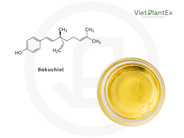 Bakuchiol vietplantex 2