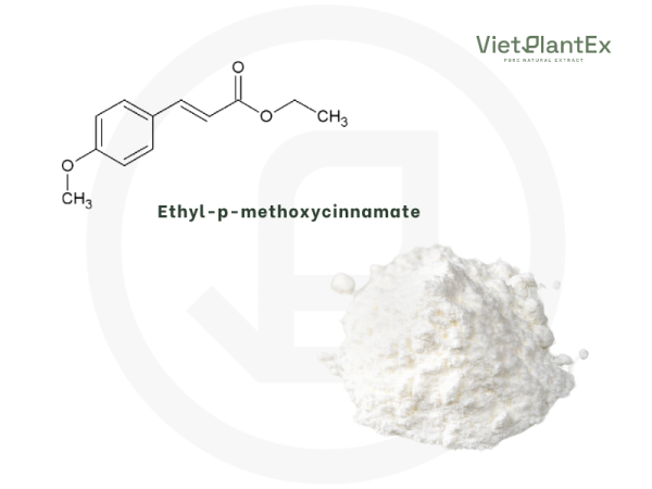 Ethyl p methoxycinnamate vietplantex 2