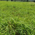 Lemongrass Essential Oil - Image 4