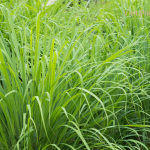 Lemongrass Essential Oil