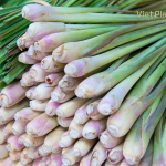 Lemongrass Essential Oil - Image 2
