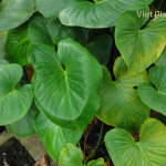 Homalomena Essential Oil - Image 4