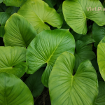 Homalomena Essential Oil - Image 3