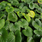 Homalomena Essential Oil