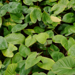 Homalomena Essential Oil - Image 2