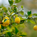Lemon Peel Essential Oil - Image 4
