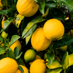 Lemon Peel Essential Oil