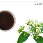 Night jasmine extract - Image 2