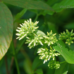 Night jasmine extract - Image 3