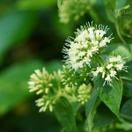 Night jasmine extract - Image 4