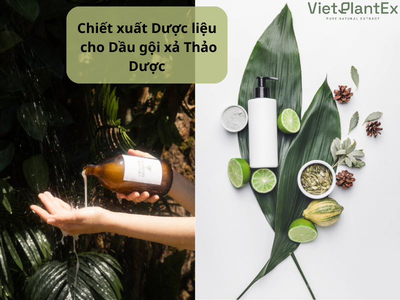 Chiết xuất dược liệu trong dầu gội thiên nhiên