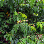 Chiết xuất lá khế
