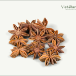 Anise Oil