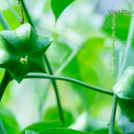 Sachi Oil - Image 4