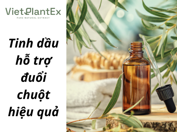 Tinh dầu hỗ trợ đuổi chuột hiệu quả