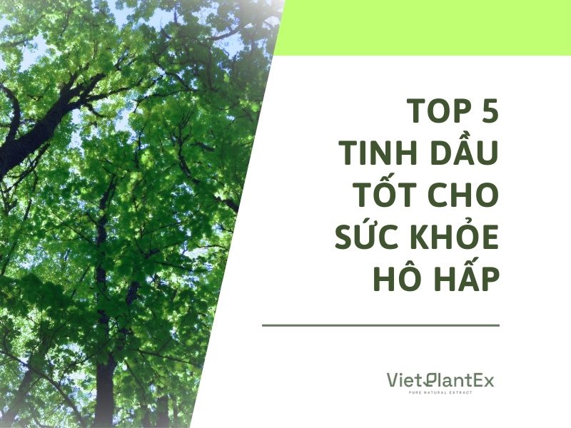 Tinh dầu hỗ trợ hô hấp