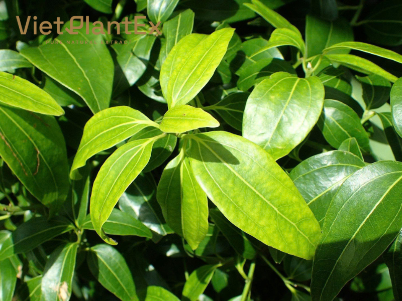 Tinh dầu quế Tinh dầu quế