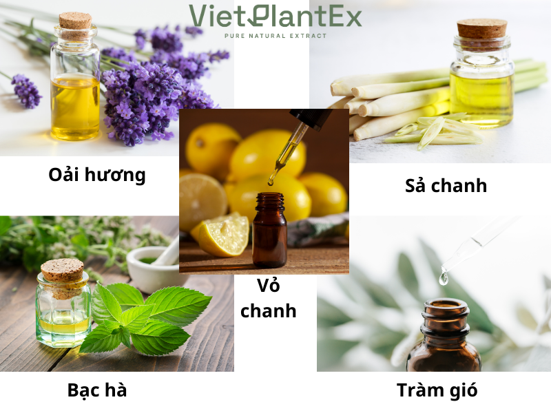 Top tinh dầu xông phòng được ưa chuộng