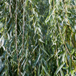 White Willow Bark Extract - Image 3