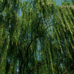 White Willow Bark Extract - Image 4