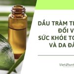 Tác dụng của tinh dầu tràm trà