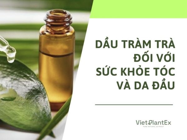 Tác dụng của tinh dầu tràm trà