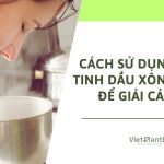 Tinh dầu giải cảm