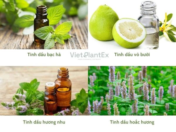 Tinh dầu giải cảm