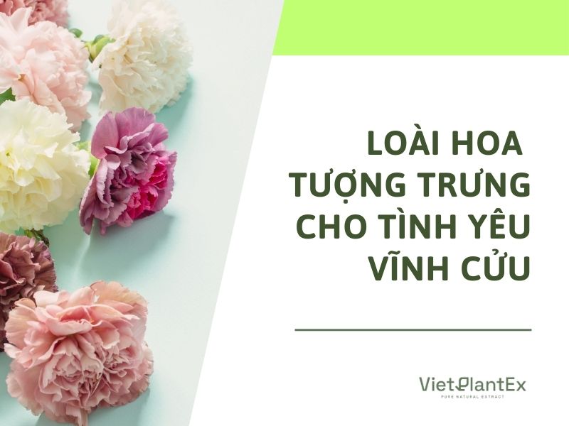 Loài hoa tượng trưng cho tình yêu