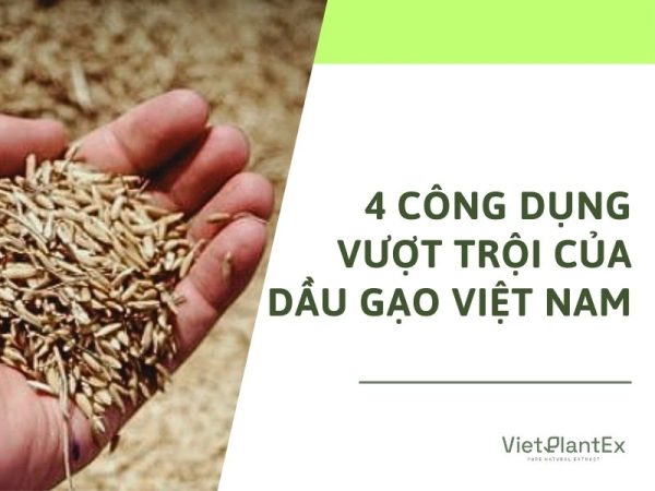 Top 4 công dụng của dầu gạo với sức khoẻ