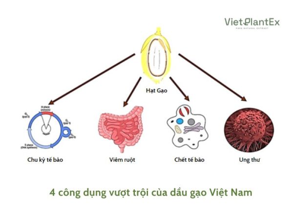 Top 4 công dụng của dầu gạo với sức khoẻ