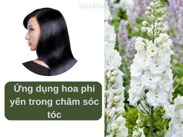 Ý nghĩa của hoa phi yến