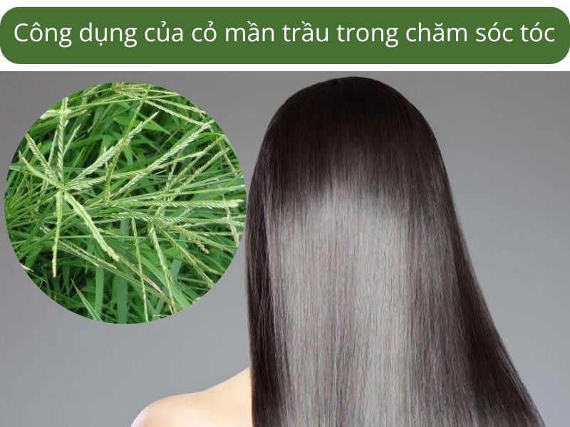 Công dụng của cỏ mần trầu