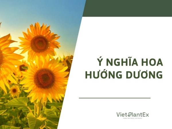 Ý nghĩa của hoa hướng dương