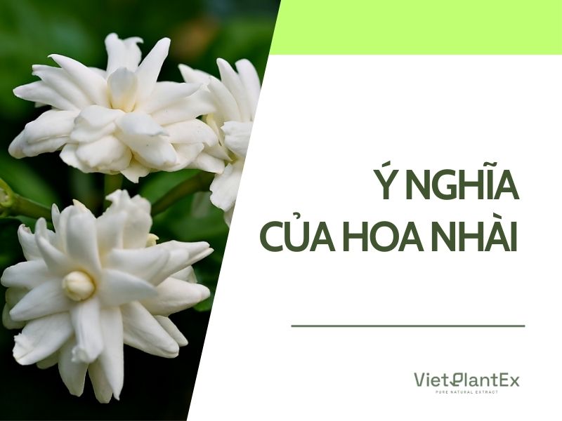 Ý nghĩa của hoa nhài