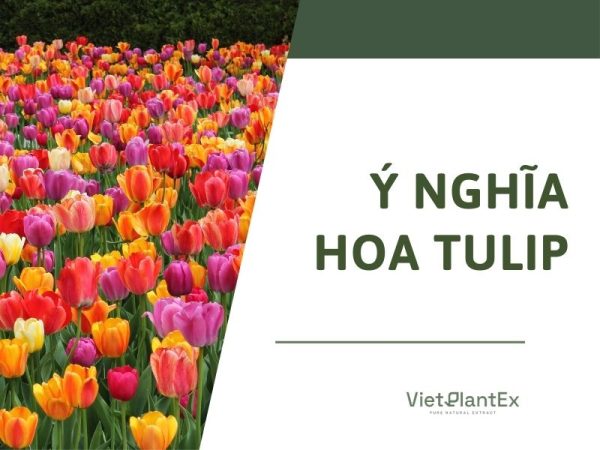 Ý nghĩa hoa tulip