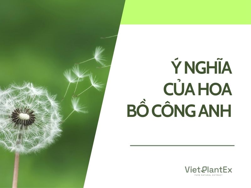 ý nghĩa hoa bồ công anh