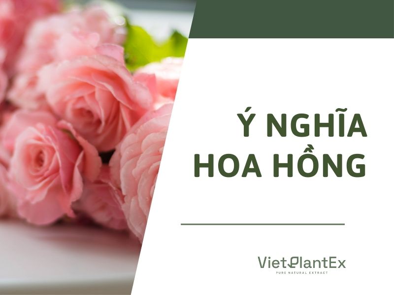 Ý nghĩa của hoa hồng