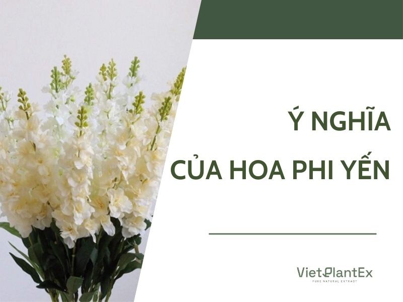 Ý nghĩa của hoa phi yến