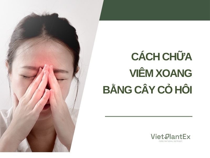 Cách chữa viêm xoang bằng cây cỏ hôi