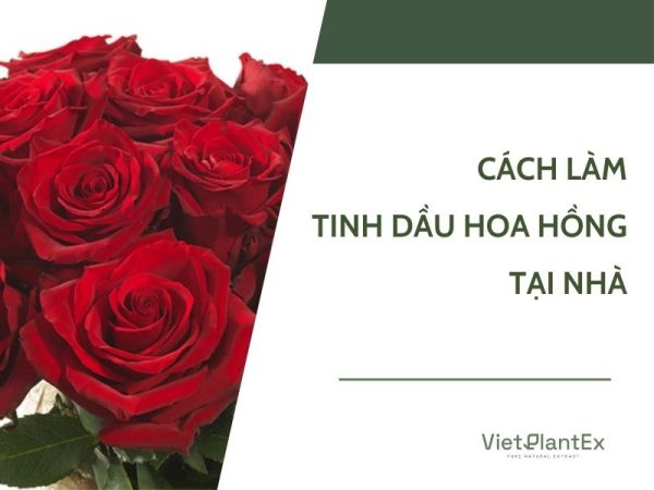 Cách làm tinh dầu hoa hồng tại nhà