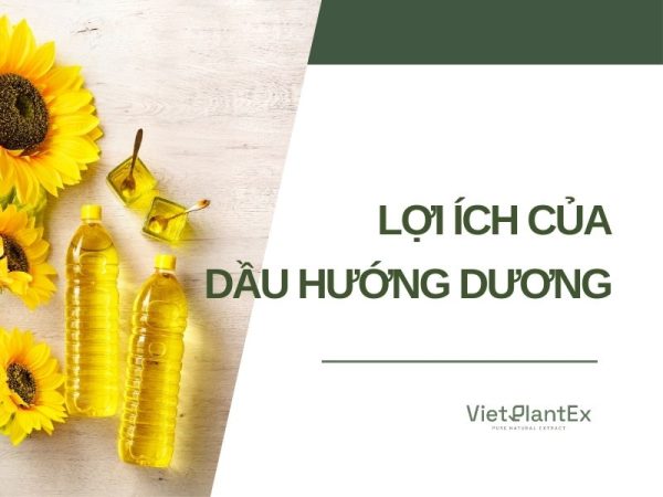 Lợi ích của dầu hướng dương