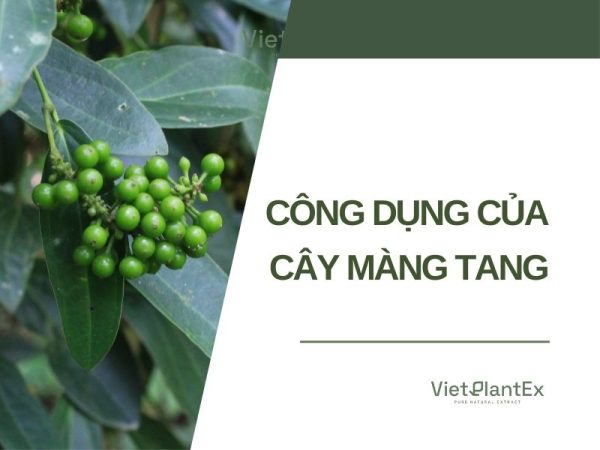 Tác dụng của cây màng tang