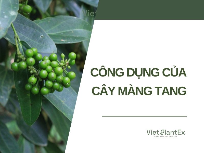 tac dung cay mang tang