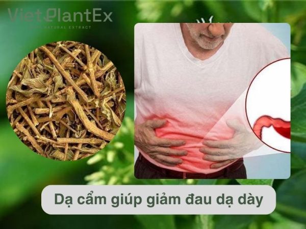 Tác dụng của cây dạ cẩm